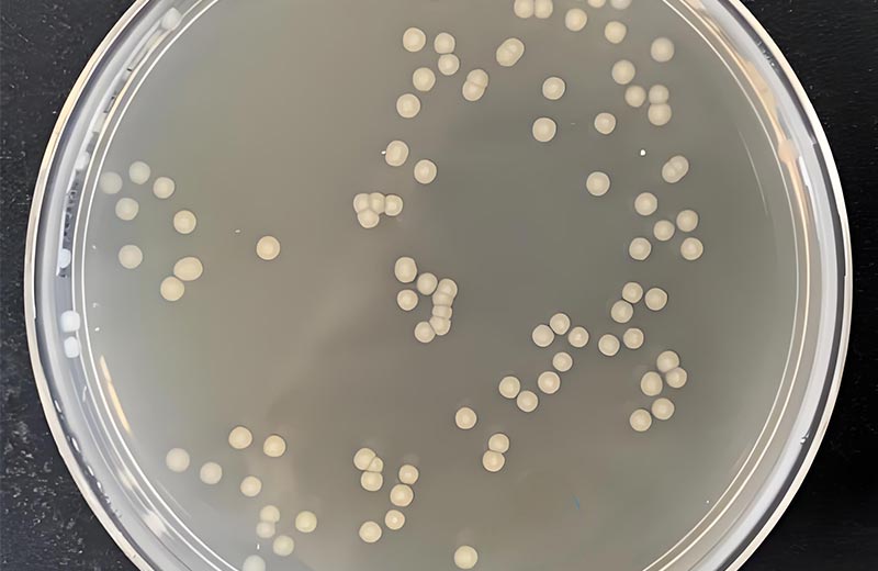 Why do microbial colony tests require 48 hours of incubation?