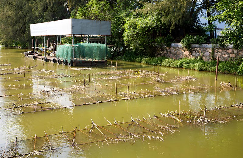 Aquaculture water quality testing indicators: the key to ensuring aquaculture success