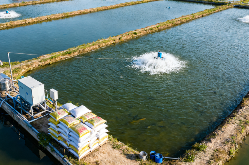 Aquaculture water quality testing